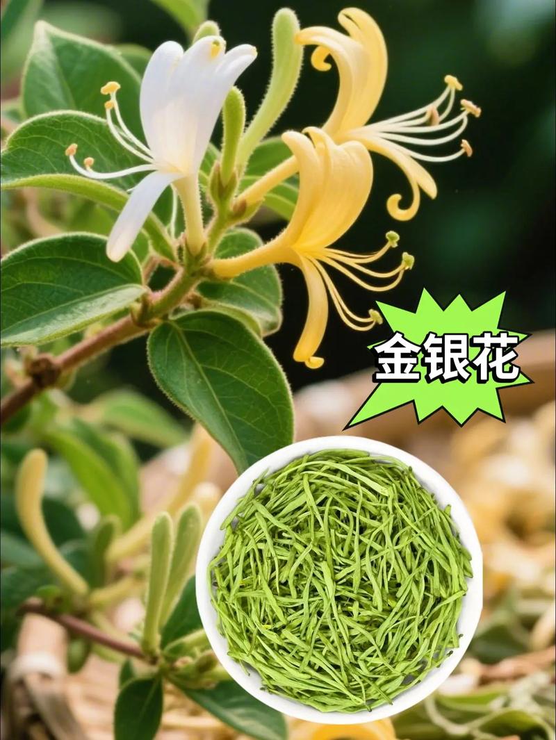 金银花为什么不开花，金银花不长花的原因