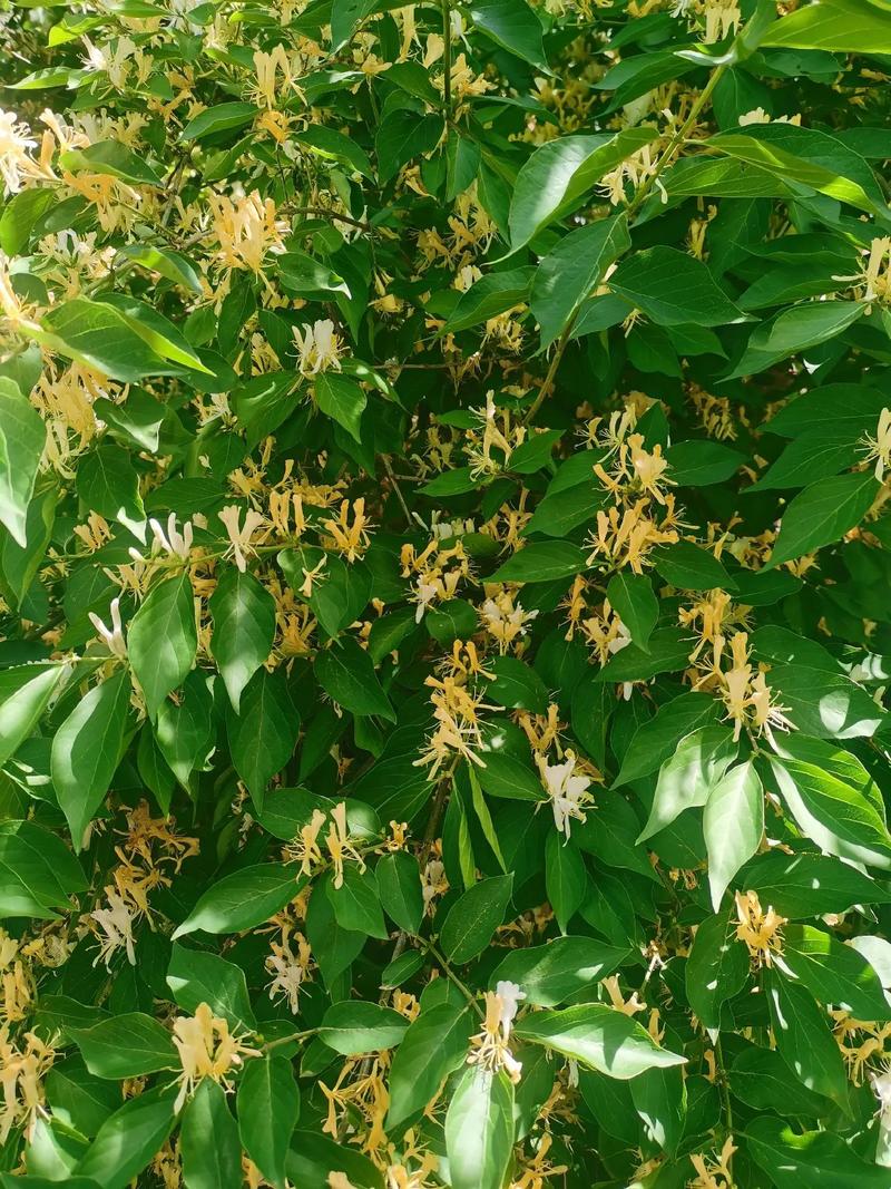 金银花为什么不开花，金银花不长花的原因-第2张图片-优品飞百科