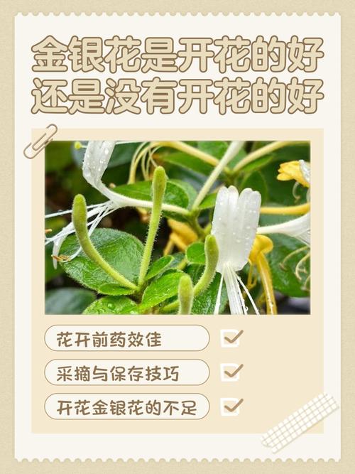 金银花为什么不开花，金银花不长花的原因-第3张图片-优品飞百科