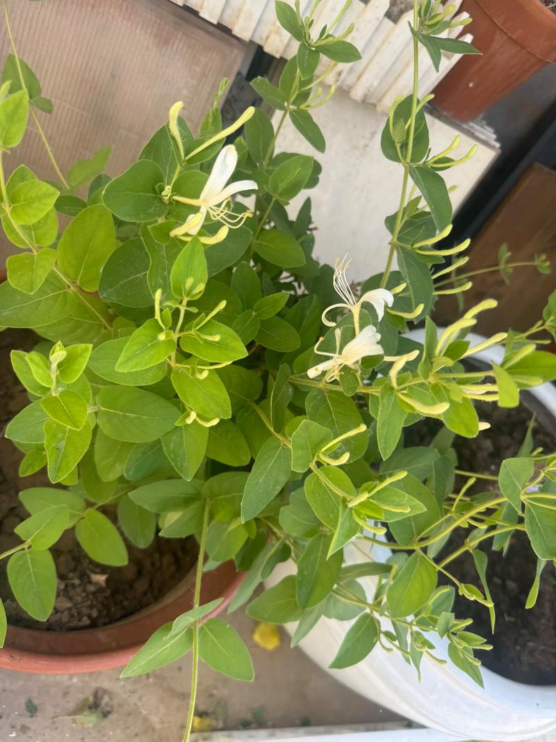 金银花为什么不开花，金银花不长花的原因-第5张图片-优品飞百科