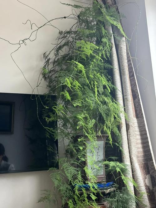 为什么养文竹会倒霉，文竹开花是家中要出贵人吗？-第3张图片-优品飞百科