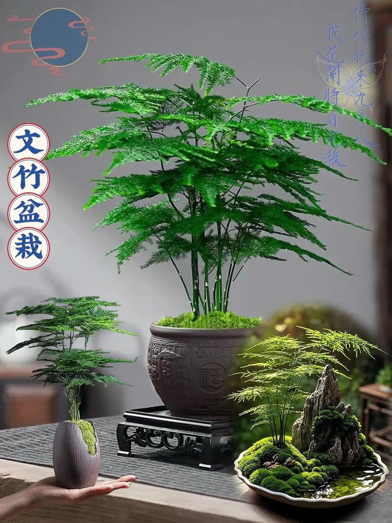 为什么养文竹会倒霉，文竹开花是家中要出贵人吗？-第4张图片-优品飞百科