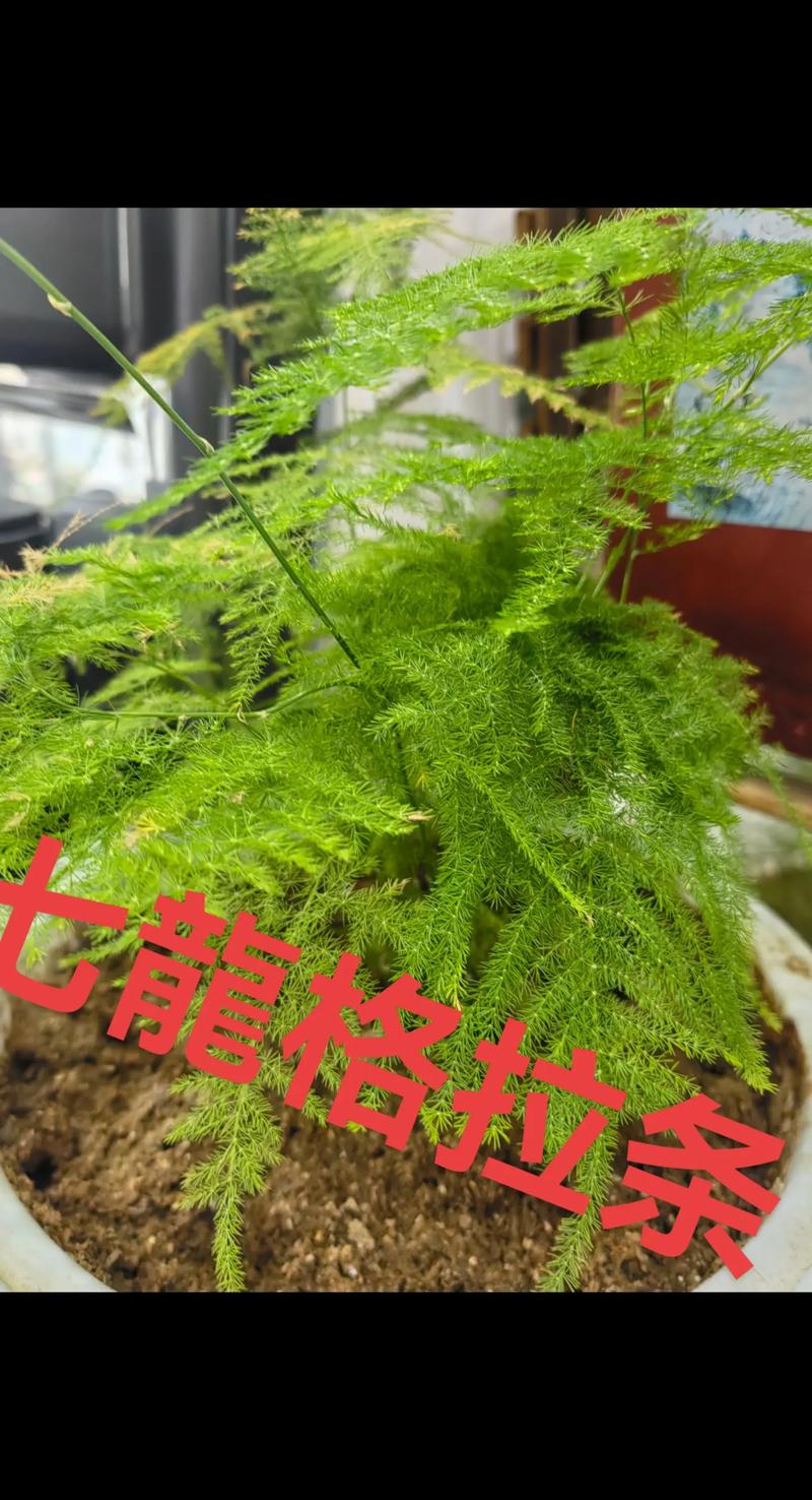 为什么养文竹会倒霉，文竹开花是家中要出贵人吗？-第5张图片-优品飞百科