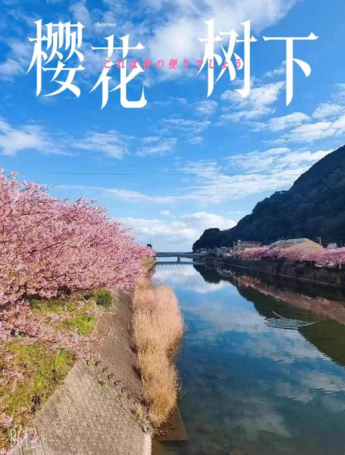 樱花代表什么含义，问一下樱花代表什么意思-第2张图片-优品飞百科