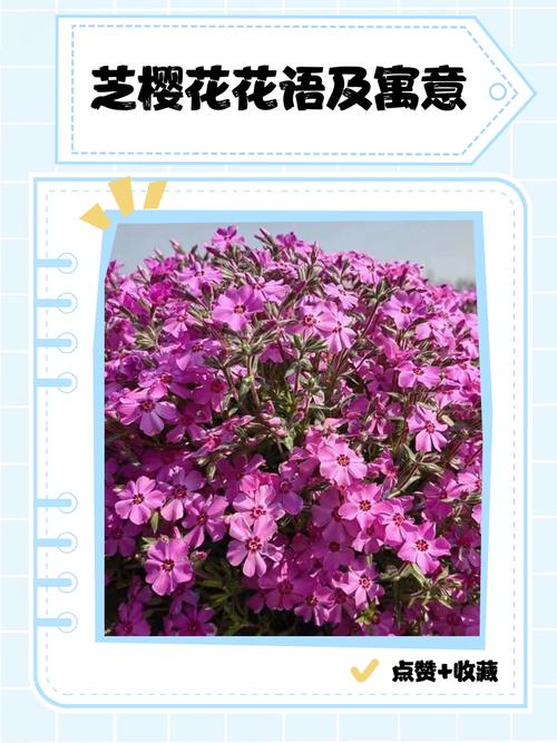 樱花代表什么含义，问一下樱花代表什么意思-第3张图片-优品飞百科