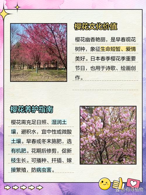 樱花代表什么含义，问一下樱花代表什么意思-第5张图片-优品飞百科