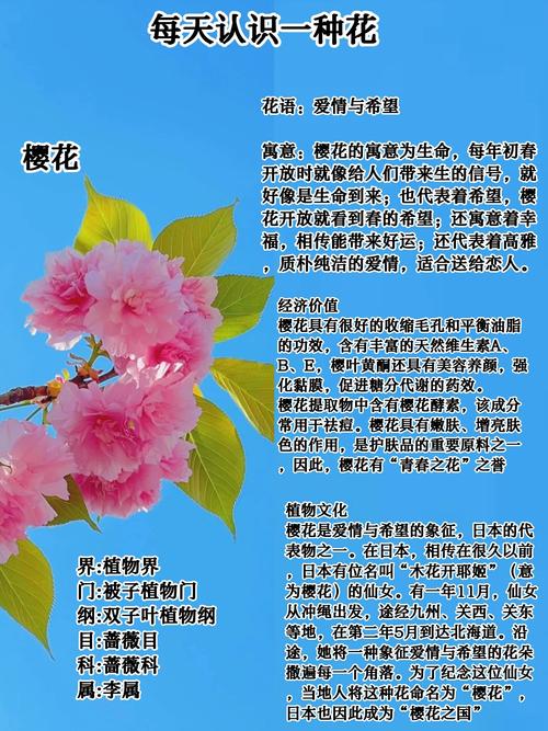 樱花代表什么含义，问一下樱花代表什么意思-第7张图片-优品飞百科