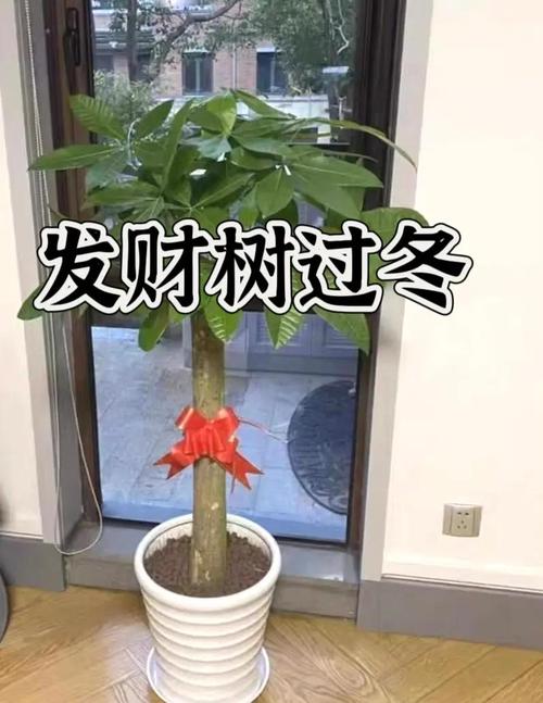 冬天发财树养护，冬天发财树的养护