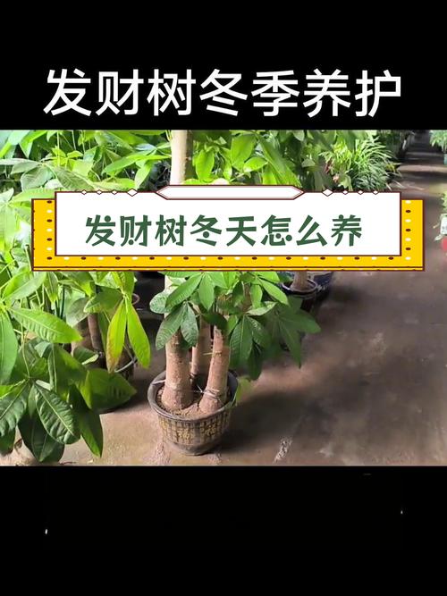 冬天发财树养护,冬天发财树的养护-第2张图片-优品飞百科 冬天发财树养护,冬天发财树的养护-第2张图片-优品飞百科