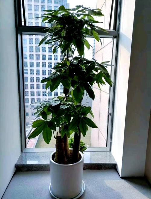 冬天发财树养护,冬天发财树的养护-第3张图片-优品飞百科 冬天发财树养护,冬天发财树的养护-第3张图片-优品飞百科