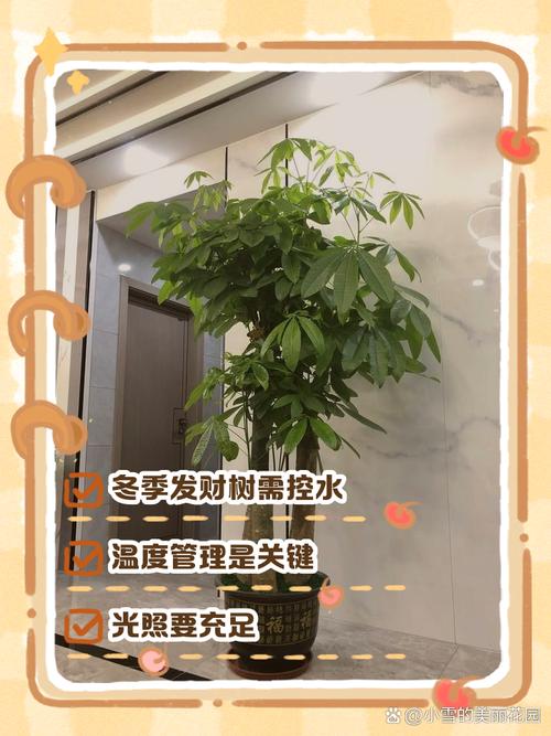 冬天发财树养护,冬天发财树的养护-第4张图片-优品飞百科 冬天发财树养护,冬天发财树的养护-第4张图片-优品飞百科