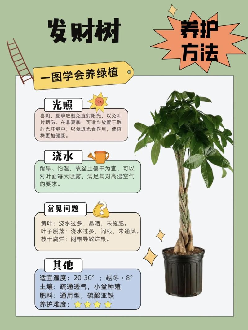 冬天发财树养护,冬天发财树的养护-第5张图片-优品飞百科 冬天发财树养护,冬天发财树的养护-第5张图片-优品飞百科