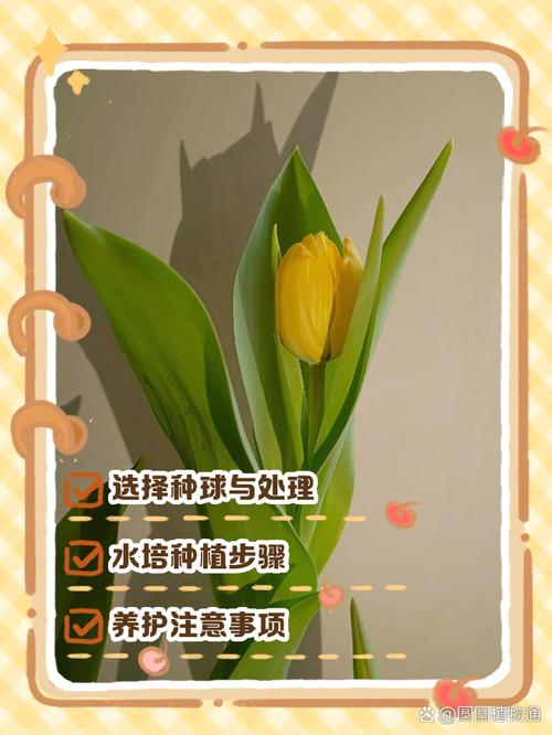 水培郁金香的养殖方法？水培郁金香的养殖方法有哪些？