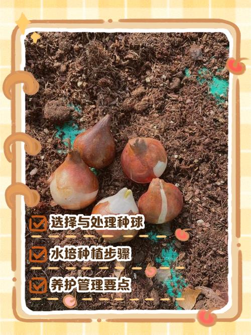 水培郁金香的养殖方法？水培郁金香的养殖方法有哪些？-第3张图片-优品飞百科