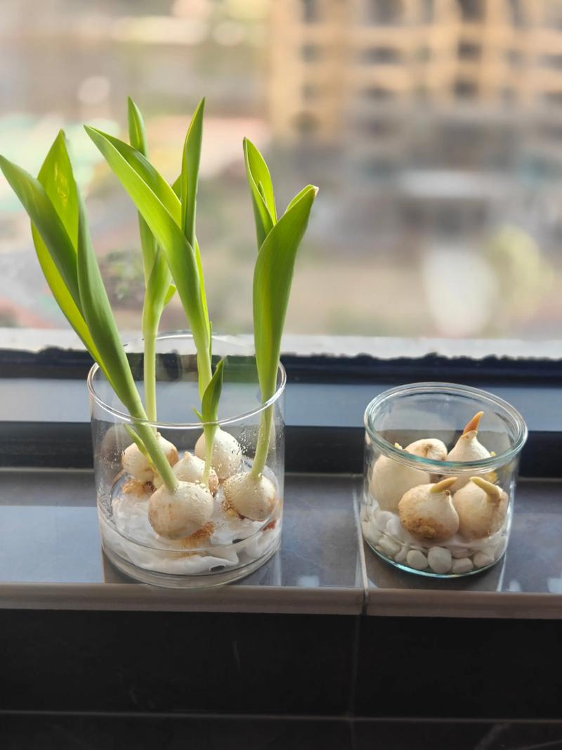 水培郁金香的养殖方法？水培郁金香的养殖方法有哪些？-第4张图片-优品飞百科