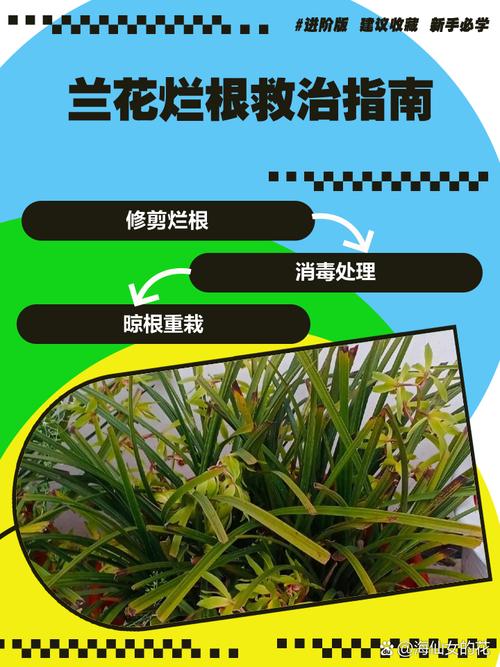 兰花怎么养才能旺盛，兰花怎么养才能旺盛的5个步骤？-第3张图片-优品飞百科