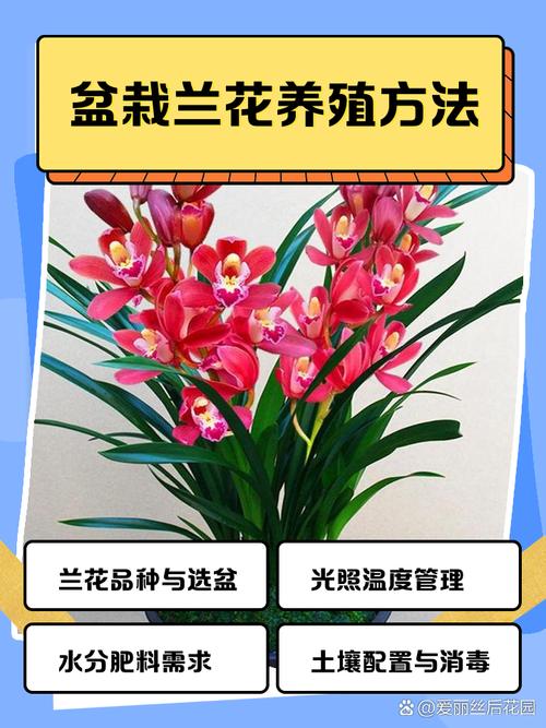 兰花怎么养才能旺盛，兰花怎么养才能旺盛的5个步骤？-第4张图片-优品飞百科