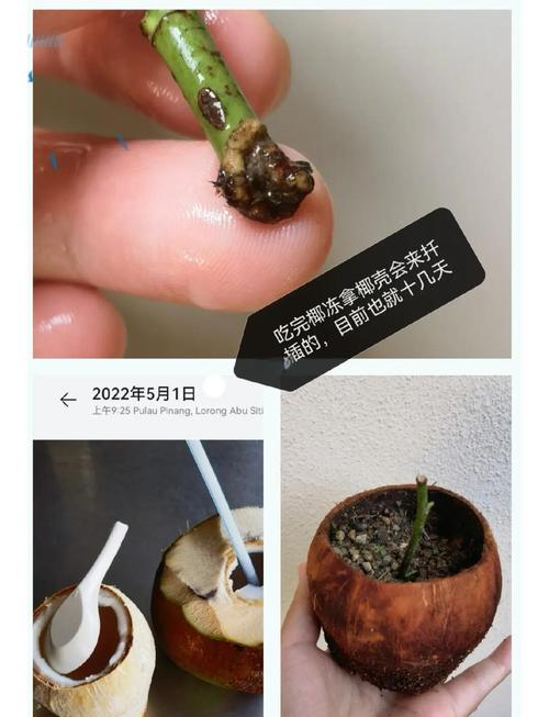 夏季扦插老是死，扦插苗叶子枯萎是怎么回事-第3张图片-优品飞百科