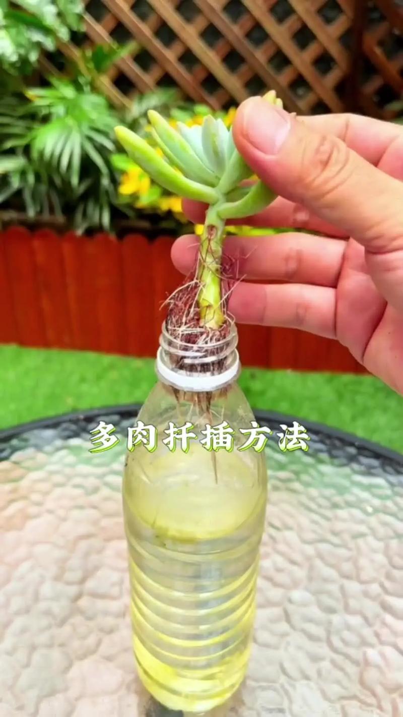夏季扦插老是死，扦插苗叶子枯萎是怎么回事-第5张图片-优品飞百科