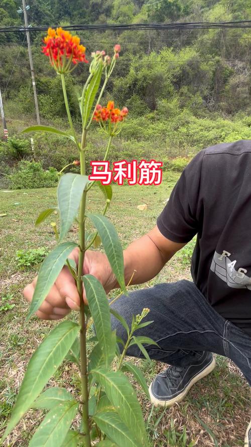 马利筋有毒吗？马利筋有毒吗能吃吗？-第5张图片-优品飞百科
