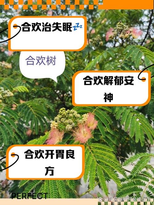 家里能不能种合欢树，家里种合欢有什么说法-第3张图片-优品飞百科
