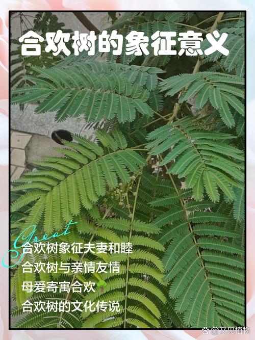 家里能不能种合欢树，家里种合欢有什么说法-第6张图片-优品飞百科
