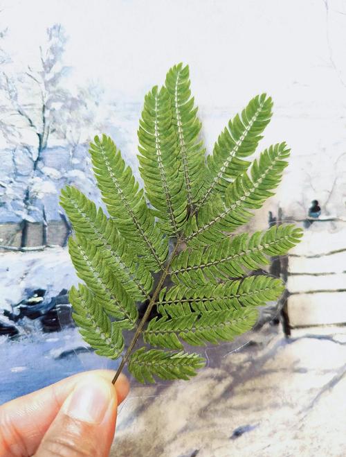家里能不能种合欢树，家里种合欢有什么说法-第7张图片-优品飞百科
