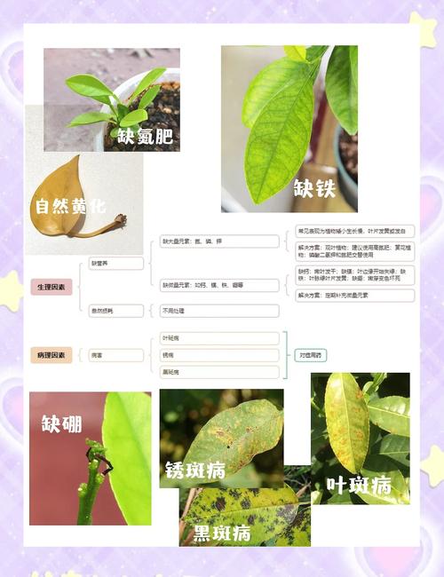 绿宝树叶子发黄怎么办，绿宝树叶子黄啦是怎么回事？