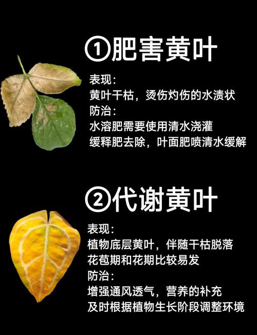 绿宝树叶子发黄怎么办,绿宝树叶子黄啦是怎么回事?-第2张图片-优品飞百科 绿宝树叶子发黄怎么办,绿宝树叶子黄啦是怎么回事?-第2张图片-优品飞百科