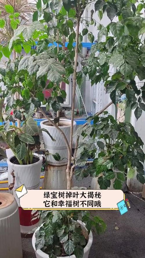 绿宝树叶子发黄怎么办,绿宝树叶子黄啦是怎么回事?-第3张图片-优品飞百科 绿宝树叶子发黄怎么办,绿宝树叶子黄啦是怎么回事?-第3张图片-优品飞百科