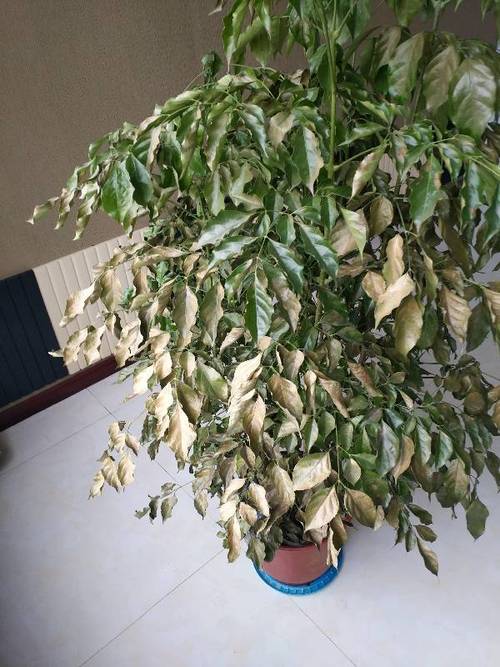绿宝树叶子发黄怎么办,绿宝树叶子黄啦是怎么回事?-第6张图片-优品飞百科 绿宝树叶子发黄怎么办,绿宝树叶子黄啦是怎么回事?-第6张图片-优品飞百科
