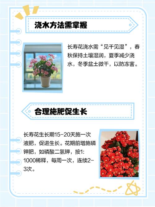 四季长寿花的养殖方法和注意事项？四季长寿冠？