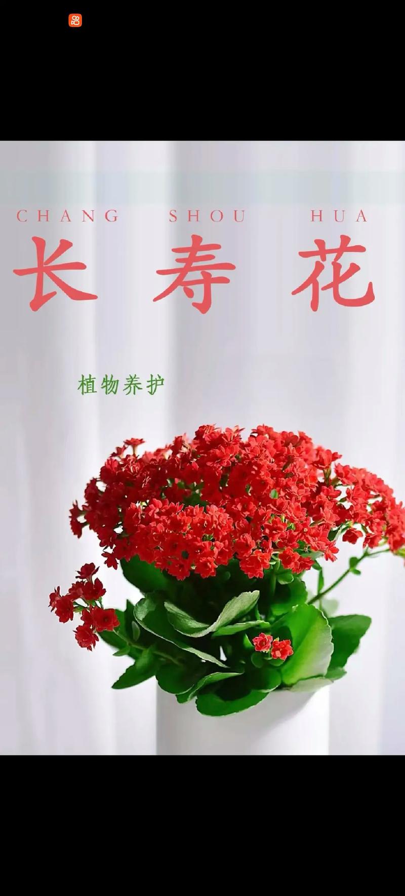 四季长寿花的养殖方法和注意事项?四季长寿冠?-第2张图片-优品飞百科 四季长寿花的养殖方法和注意事项?四季长寿冠?-第2张图片-优品飞百科