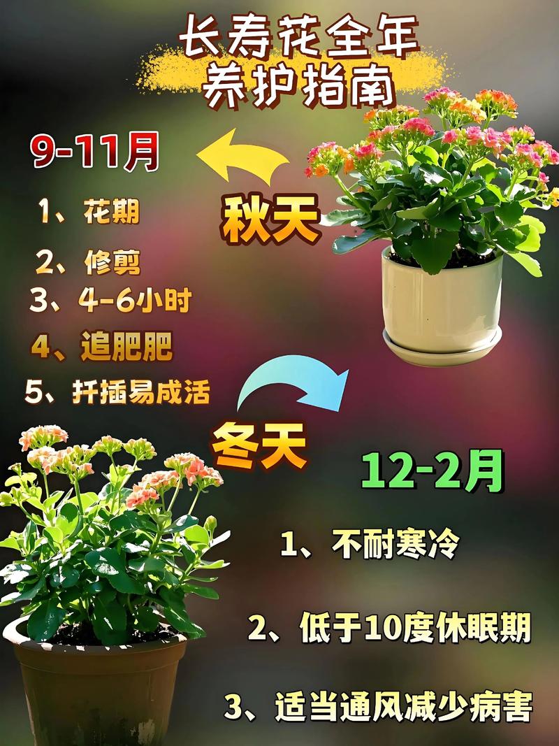 四季长寿花的养殖方法和注意事项?四季长寿冠?-第3张图片-优品飞百科 四季长寿花的养殖方法和注意事项?四季长寿冠?-第3张图片-优品飞百科
