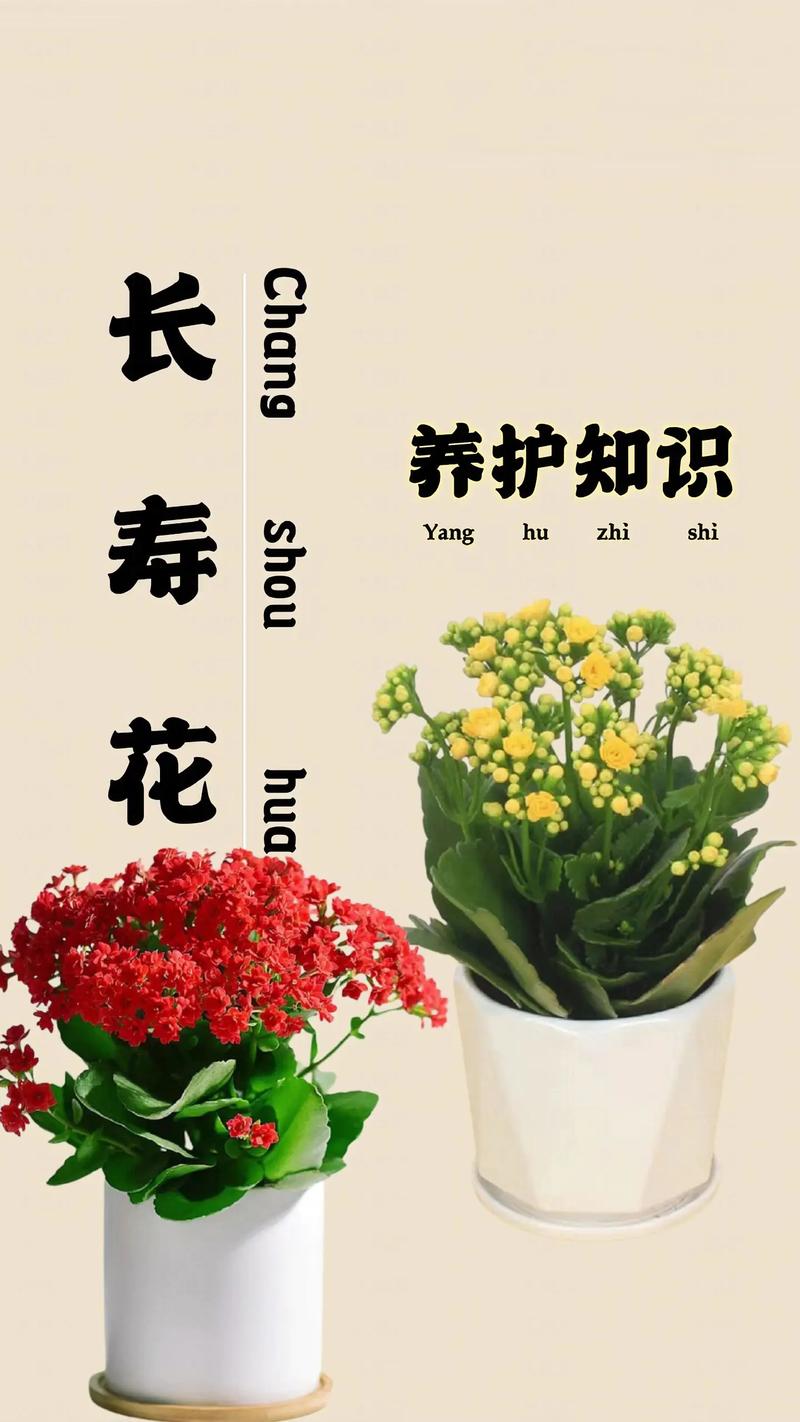 四季长寿花的养殖方法和注意事项?四季长寿冠?-第4张图片-优品飞百科 四季长寿花的养殖方法和注意事项?四季长寿冠?-第4张图片-优品飞百科