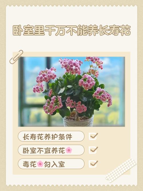 四季长寿花的养殖方法和注意事项?四季长寿冠?-第5张图片-优品飞百科 四季长寿花的养殖方法和注意事项?四季长寿冠?-第5张图片-优品飞百科