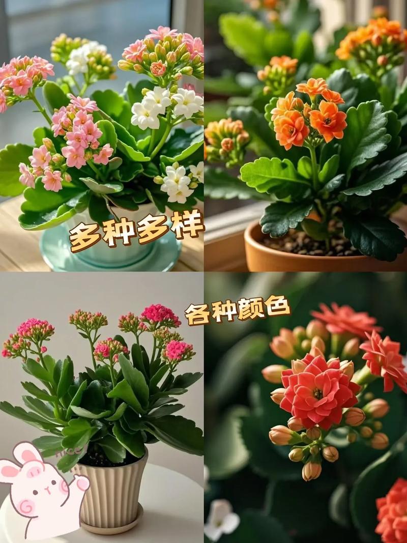 四季长寿花的养殖方法和注意事项?四季长寿冠?-第6张图片-优品飞百科 四季长寿花的养殖方法和注意事项?四季长寿冠?-第6张图片-优品飞百科