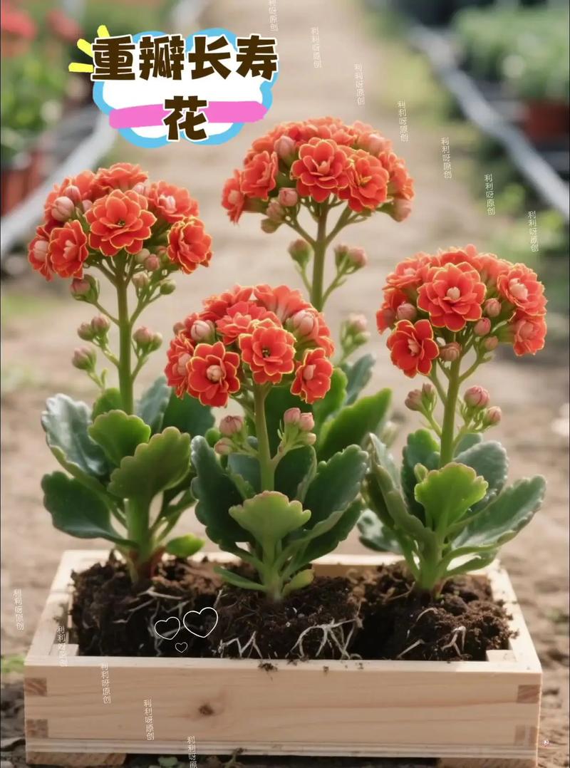 四季长寿花的养殖方法和注意事项?四季长寿冠?-第7张图片-优品飞百科 四季长寿花的养殖方法和注意事项?四季长寿冠?-第7张图片-优品飞百科