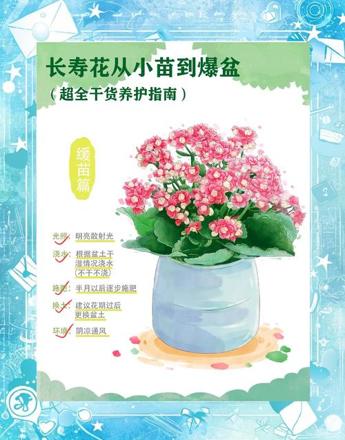 四季长寿花的养殖方法和注意事项?四季长寿冠?-第8张图片-优品飞百科 四季长寿花的养殖方法和注意事项?四季长寿冠?-第8张图片-优品飞百科