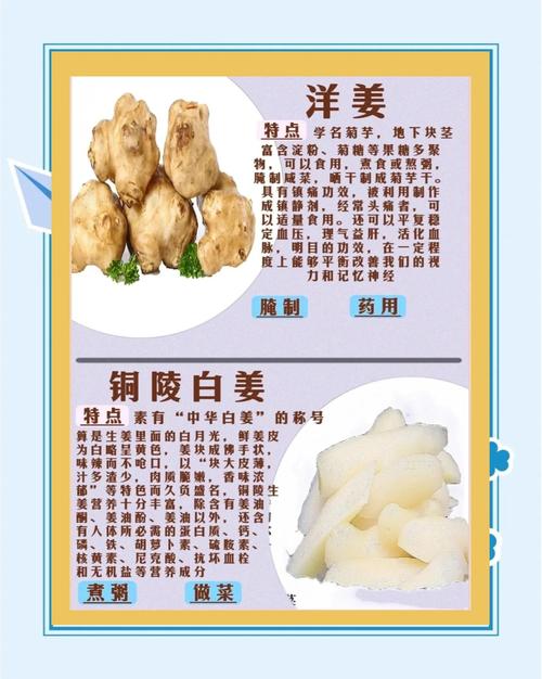 姜的主要品种，姜的品种有哪些图片