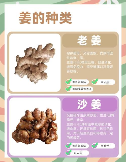 姜的主要品种，姜的品种有哪些图片-第4张图片-优品飞百科
