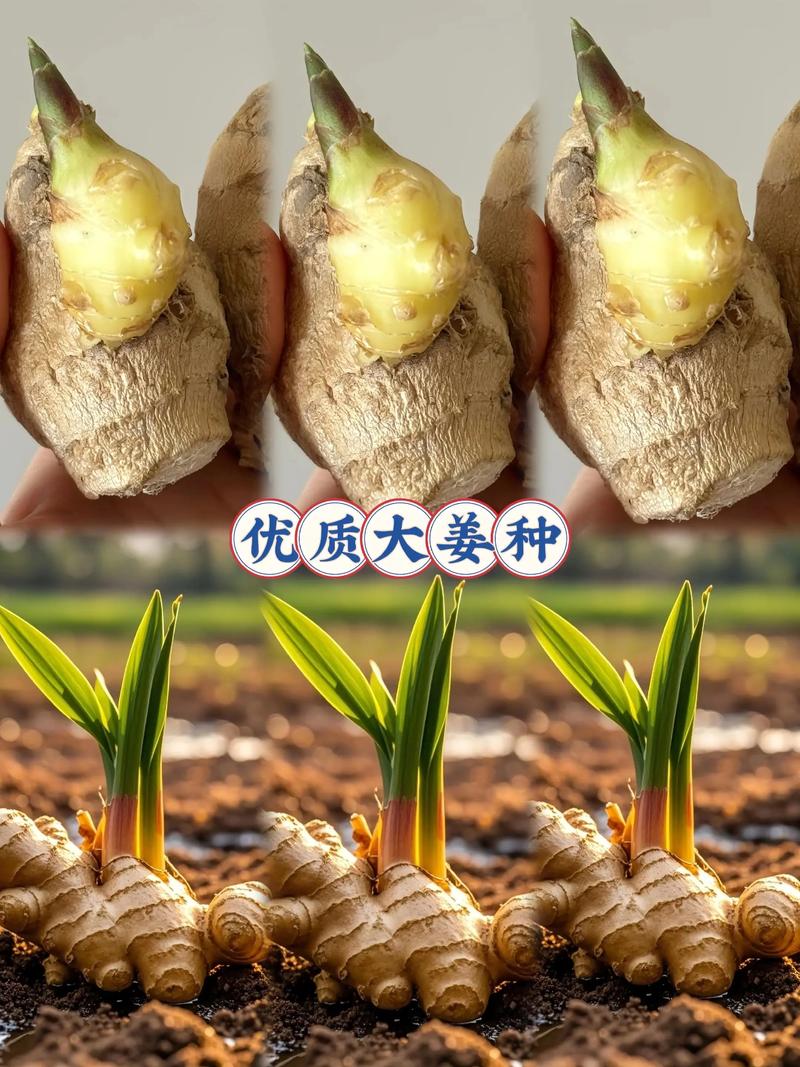 姜的主要品种，姜的品种有哪些图片-第5张图片-优品飞百科