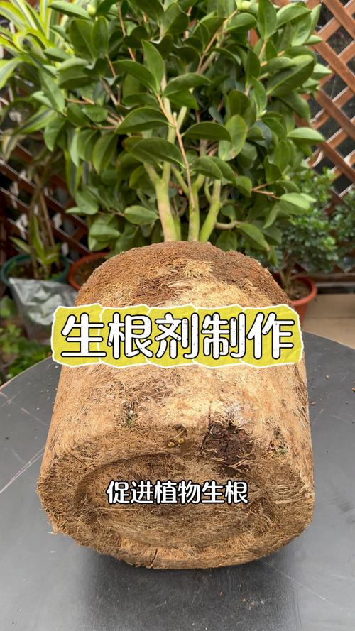 铜绿麒麟用什么土,铜绿麒麟能长多大-第2张图片-优品飞百科 铜绿麒麟用什么土,铜绿麒麟能长多大-第2张图片-优品飞百科