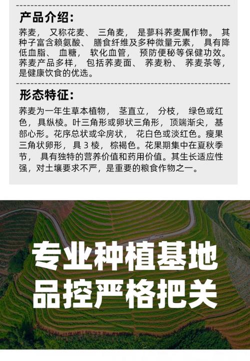 苦荞麦的养殖方法，苦荞麦的种植技术和时间？-第2张图片-优品飞百科