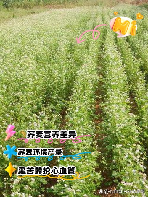 苦荞麦的养殖方法，苦荞麦的种植技术和时间？-第4张图片-优品飞百科