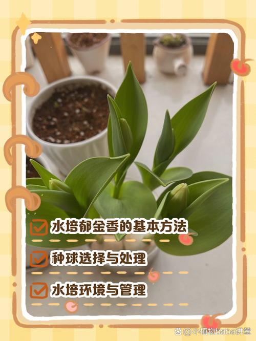 水培郁金香怎么养，水培郁金香怎么养比较好？