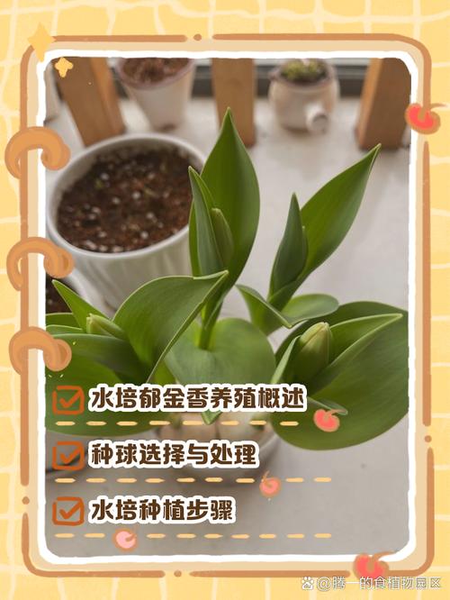 水培郁金香怎么养，水培郁金香怎么养比较好？-第3张图片-优品飞百科