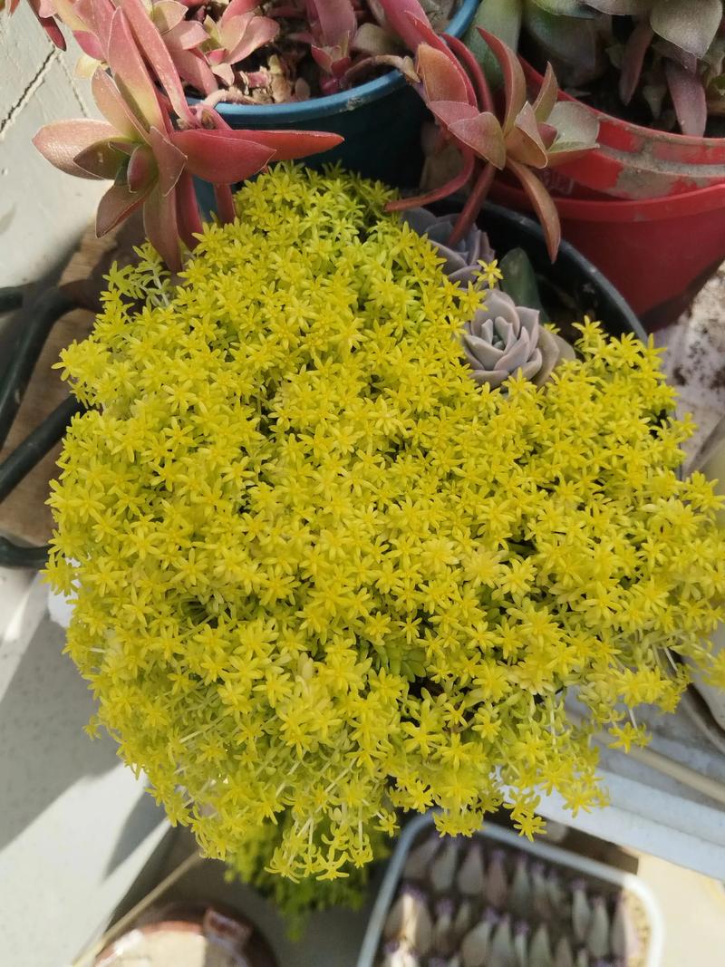 黄金万年草的养殖方法？黄金万年草的种植方法？
