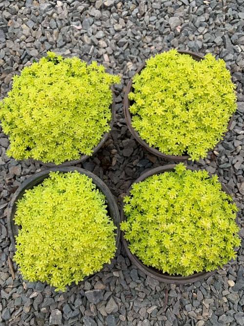 黄金万年草的养殖方法？黄金万年草的种植方法？-第2张图片-优品飞百科