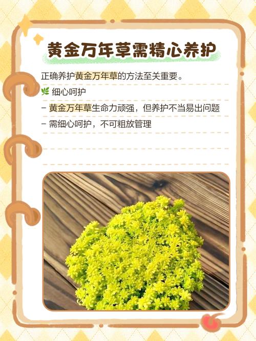 黄金万年草的养殖方法？黄金万年草的种植方法？-第3张图片-优品飞百科